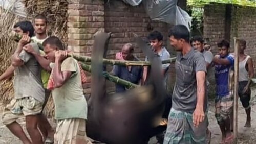 বিষাক্ত ঘাসে গাভীর মৃত্যু, তদন্তে প্রাণিসম্পদ বিভাগ