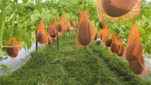 অসময়ে তরমুজ চাষে বাজিমাত