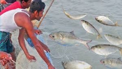 ভরা মৌসুমেও ইলিশ অধরা