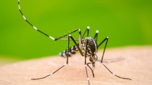 ডেঙ্গুতে আরও ৫ জনের মৃত্যু