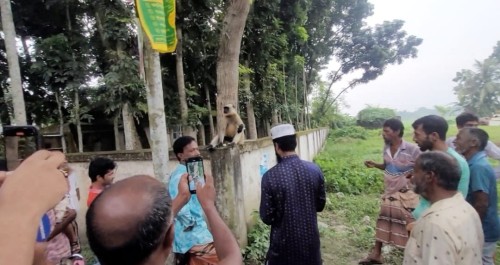 দুর্গাপুরের লোকালয়ে ছুটে বেড়াচ্ছে বন্য হনুমান