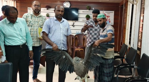 অসুস্থ ঈগল উদ্ধার করে চিকিৎসার পর ইউএনওকে দিলেন কৃষক