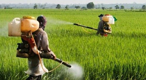 দেশেই উৎপাদন হবে বালাইনাশক
