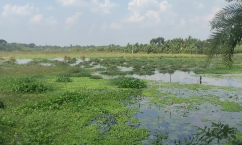 চারঘাটে স্থায়ী জলাবদ্ধতায় অনাবাদি ৩৮০ হেক্টর জমি