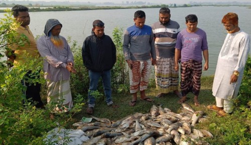 বাগমারায় বিএনপি নেতার পুকুরে বিষ প্রয়োগ, দেড় কোটি টাকার ক্ষতি