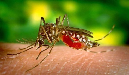 ডেঙ্গুতে একদিনে আরও ৬ জনের মৃত্যু