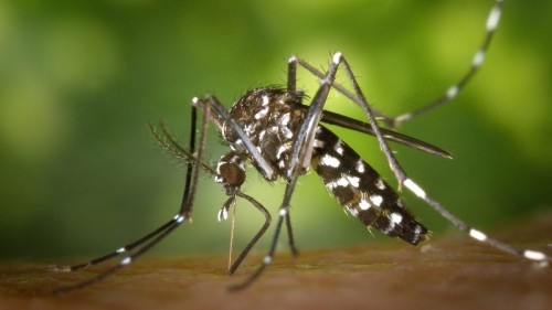 ডেঙ্গুতে প্রাণ গেল আরও ৭ জনের