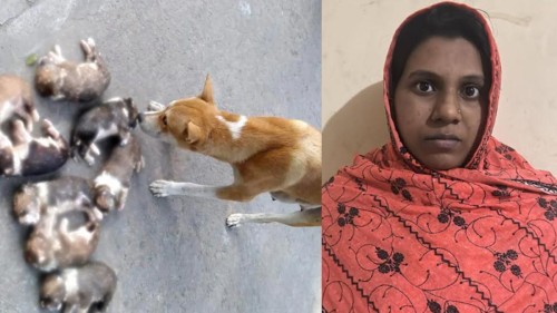 ঈশ্বরদীতে ৮ কুকুরছানা হত্যা, সেই সরকারি কর্মকর্তার স্ত্রী গ্রেপ্তার