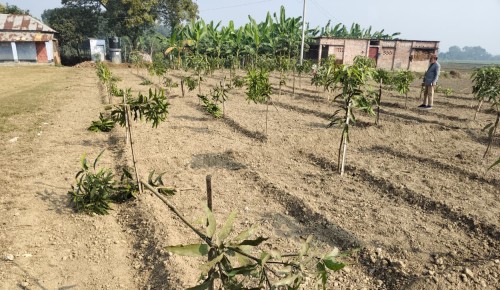 শত্রুতার বলি হলো কৃষকের ১১৭ আমগাছ