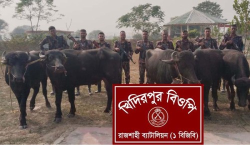 রাজশাহী সীমান্তে অর্ধকোটি টাকা মূল্যের ১৫ টি ভারতীয় মহিষ জব্দ