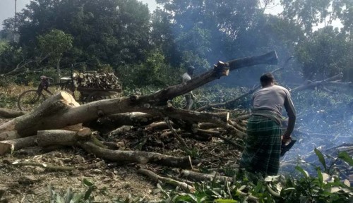 চারঘাট-বাঘায় কমছে আমবাগান
