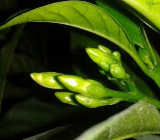 স্থিতিশীল বাংলাদেশের প্রত্যাশায় স্বাগত ২০২৬