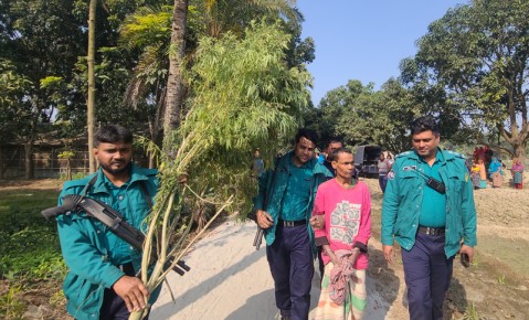 পেয়ারার বাগান থেকে গাঁজার গাছ জব্দ, কৃষক আটক