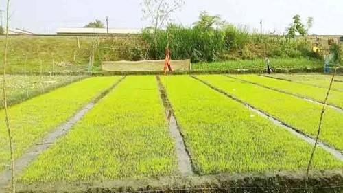 শৈত্যপ্রবাহে বিপর্যস্ত বোরো ধানের বীজতলা
