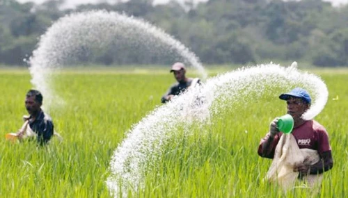 সৌদি থেকে সার কিনবে সরকার