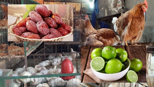 বাজারে বেড়েছে খেজুর-মুরগী-লেবুর দাম