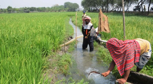 সার সংকটে দিশেহারা রাজশাহীর কৃষক