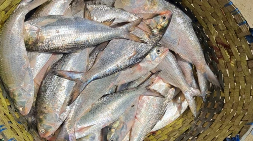 ইলিশের দামে রেকর্ড, মণপ্রতি ৩ লাখ ছাড়াল