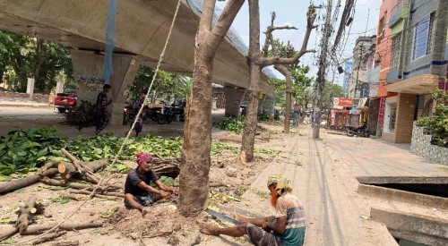 রাজশাহীতে রাস্তার জন্য কাটা হলো কাঠবাদামের ৩০টি গাছ