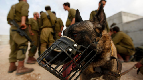 ইসরাইলের কারাগারে কুকুর লেলিয়ে দিয়ে ফিলিস্তিনি বন্দিদের ধর্ষণ!