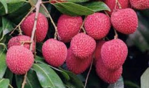 রাজশাহীতে ৫৬ কোটি টাকার লিচু বাণিজ্যের আশা