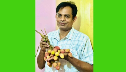 লিচুর পুষ্টিগুণ ও নিরাপদে খাওয়ার কৌশল