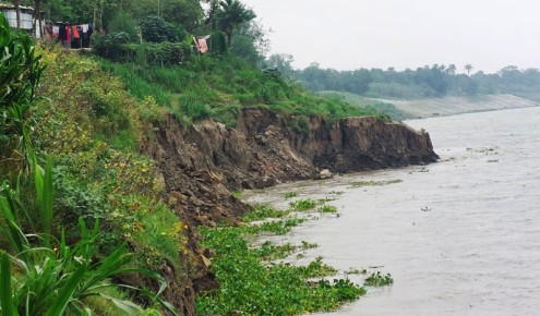 চারঘাটে পদ্মায় বাড়ছে পানি, ভাঙছে পাড়