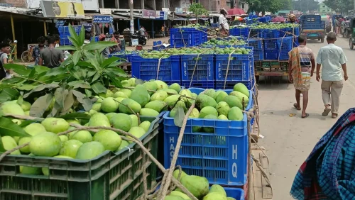 জমে উঠেছে বানেশ্বর আমের হাট, কমেছে দাম