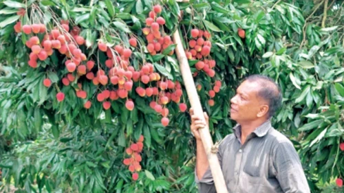 লাল লিচুতে রঙিন অর্থনীতি