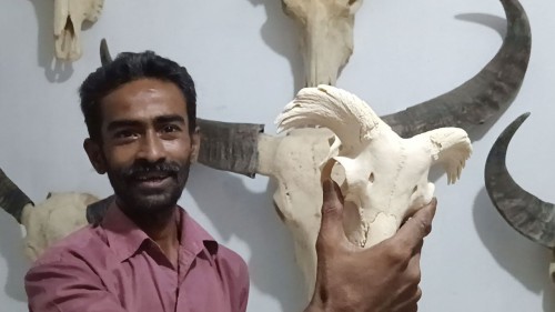 পশুর মাথার নান্দনিক শোপিস হচ্ছে রাজশাহীতে