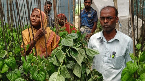 পানের বরজে দুর্বৃত্তদের কীটনাশকে কৃষকের ২ লাখ টাকার ক্ষতি