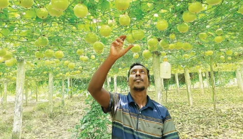 কৃষিতে ঝুকছে তারুণ্য: দেশে ফলছে বিদেশি ফল