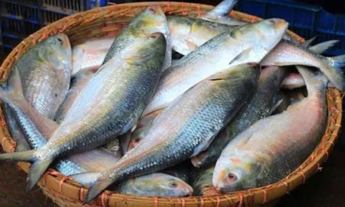 ভারতে ইলিশ রপ্তানি বন্ধে সরকারকে আইনি নোটিস