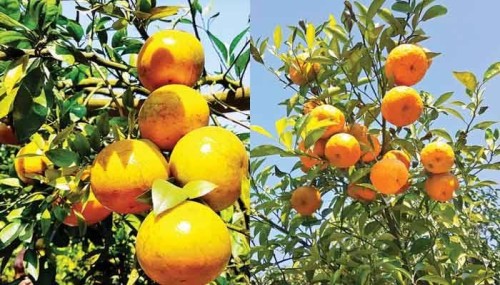 কমলা ৫৫০, মাল্টা ৪৫০ টাকা কেজি