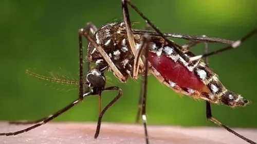 দেশে ডেঙ্গুতে এক দিনে ১০ জনের মৃত্যু