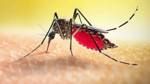 দেশে ডেঙ্গুতে আক্রান্ত এক লাখ ছাড়াল