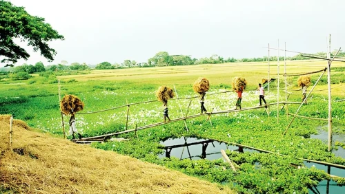 ঋতুর পালাবদলে প্রকৃতিতে এলো হেমন্ত