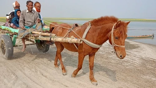 কালের বিবর্তনে হারিয়ে যাচ্ছে ঐতিহ্যের ঘোড়ার গাড়ি