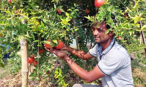 বিকল্প ফসলে বদলে যাচ্ছে কৃষি, সুযোগ বাড়ছে কর্মসংস্থানের