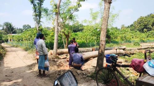 রাজশাহীতে সরকারি রাস্তার ১৪ গাছ উধাও, নীরব প্রশাসন