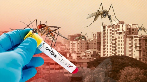 ডেঙ্গুতে আরও ৭ মৃত্যু, হাসপাতালে ভর্তি ২২৪৯