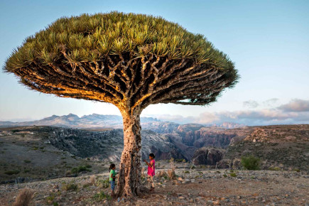 এই দ্বীপের গাছ কাটলেই বের হয় রক্ত