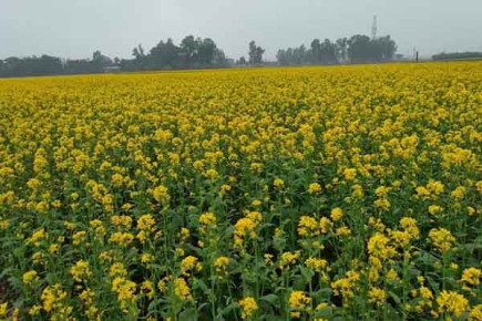 পীরগঞ্জে রেকর্ড পরিমাণ জমিতে সরিষা চাষ